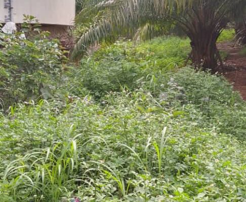 📢 TERRAIN À VENDRE – BELLE OPPORTUNITÉ À LAMBANDJ